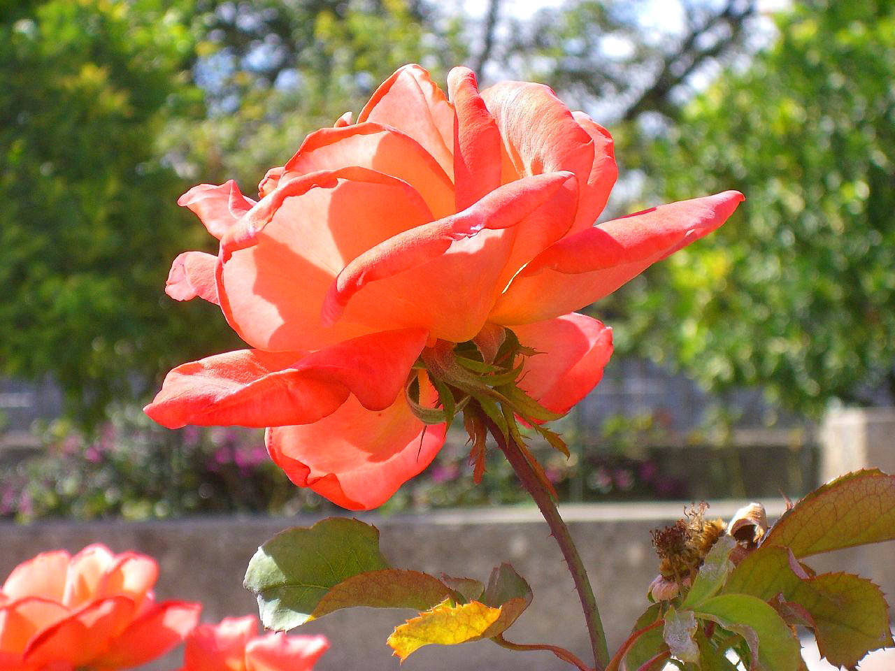 Jardin Albert-Ier
